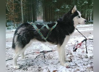 Felix 2, Siberian Husky