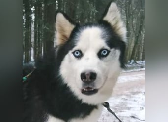 Felix 2, Siberian Husky