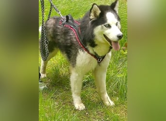 Felix 2, Siberian Husky