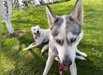 FREYA ca. 18 mon. lebenslustige, menschenbezogene Husky-Hündin