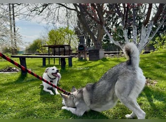FREYA ca. 18 mon. lebenslustige, menschenbezogene Husky-Hündin