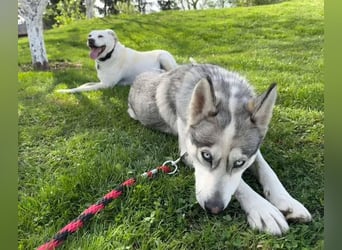 FREYA ca. 18 mon. lebenslustige, menschenbezogene Husky-Hündin