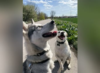 FREYA ca. 18 mon. lebenslustige, menschenbezogene Husky-Hündin