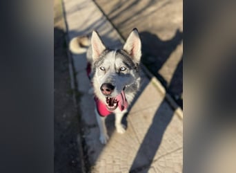 FREYA ca. 18 mon. lebenslustige, menschenbezogene Husky-Hündin