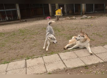 FREYA ca. 18 mon. lebenslustige, menschenbezogene Husky-Hündin