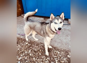 KODA ca. 10 mon. agile, sportliche Husky-Teenagerin