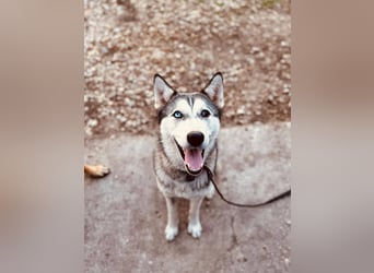 KODA ca. 10 mon. agile, sportliche Husky-Teenagerin