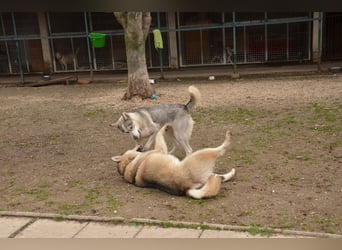 FREYA ca. 18 mon. lebenslustige, menschenbezogene Husky-Hündin