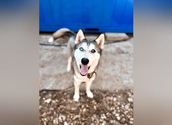 KODA ca. 10 mon. agile, sportliche Husky-Teenagerin