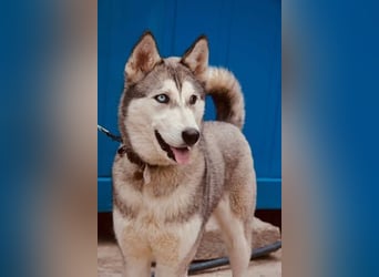 KODA ca. 10 mon. agile, sportliche Husky-Teenagerin