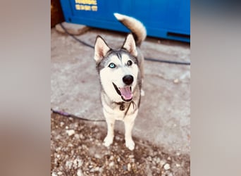 KODA ca. 10 mon. agile, sportliche Husky-Teenagerin