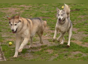 FREYA ca. 18 mon. lebenslustige, menschenbezogene Husky-Hündin