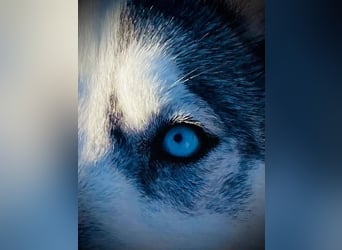 FREYA ca. 18 mon. lebenslustige, menschenbezogene Husky-Hündin