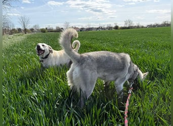 FREYA ca. 18 mon. lebenslustige, menschenbezogene Husky-Hündin