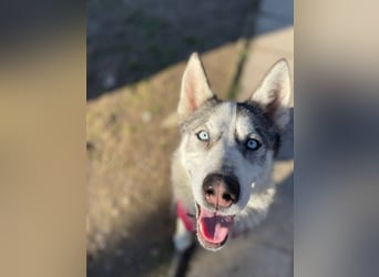 FREYA ca. 18 mon. lebenslustige, menschenbezogene Husky-Hündin