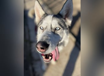 FREYA ca. 18 mon. lebenslustige, menschenbezogene Husky-Hündin