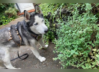 Husky MAX❤️ bezaubernder, menschenbezogener Rüde wartet schon in 56626 Andernach