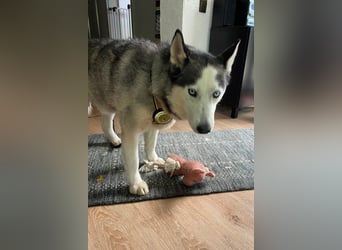 Husky MAX❤️ bezaubernder, menschenbezogener Rüde wartet schon in 56626 Andernach