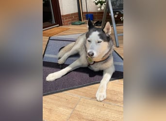Husky MAX❤️ bezaubernder, menschenbezogener Rüde wartet schon in 56626 Andernach