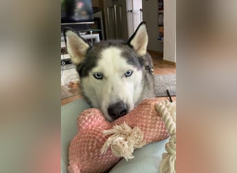 Husky MAX❤️ bezaubernder, menschenbezogener Rüde wartet schon in 56626 Andernach