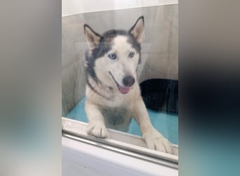 Husky MAX❤️ bezaubernder, menschenbezogener Rüde wartet schon in 56626 Andernach