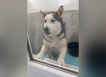 Husky MAX❤️ bezaubernder, menschenbezogener Rüde wartet schon in 56626 Andernach