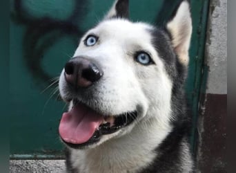 Husky MAX❤️ bezaubernder, menschenbezogener Rüde, sozial mit Artgenossen & Kindern