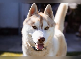Husky- Rüde Rio ❤️ verschmust, verspielt, freundlich!