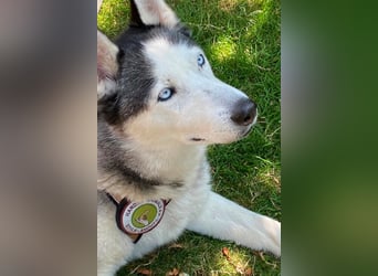 Husky MAX❤️ bezaubernder, menschenbezogener Rüde wartet schon in 56626 Andernach