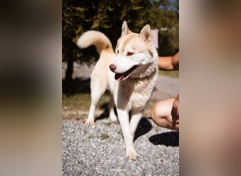 Husky- Rüde Rio ❤️ verschmust, verspielt, freundlich!