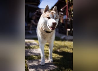 Husky- Rüde Rio ❤️ verschmust, verspielt, freundlich!