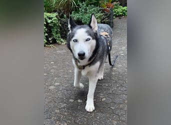 Husky MAX❤️ bezaubernder, menschenbezogener Rüde wartet schon in 56626 Andernach
