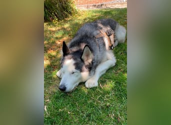Husky MAX❤️ bezaubernder, menschenbezogener Rüde wartet schon in 56626 Andernach