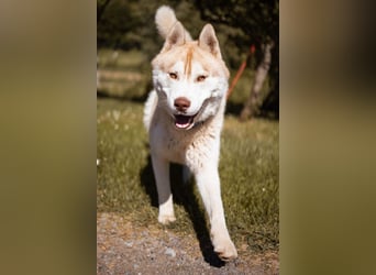 Husky- Rüde Rio ❤️ verschmust, verspielt, freundlich!