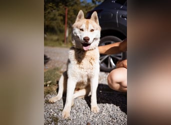 Husky- Rüde Rio ❤️ verschmust, verspielt, freundlich!