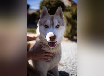 Husky- Rüde Rio ❤️ verschmust, verspielt, freundlich!