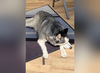 Husky MAX❤️ bezaubernder, menschenbezogener Rüde wartet schon in 56626 Andernach