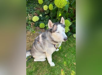Husky MAX❤️ bezaubernder, menschenbezogener Rüde wartet schon in 56626 Andernach