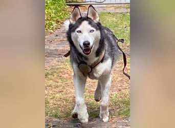 Husky MAX❤️ bezaubernder, menschenbezogener Rüde wartet schon in 56626 Andernach