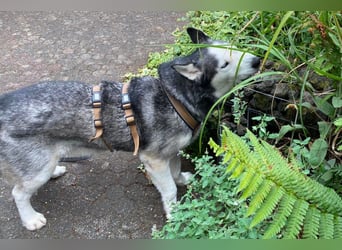 Husky MAX❤️ bezaubernder, menschenbezogener Rüde wartet schon in 56626 Andernach
