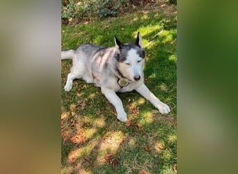 Husky MAX❤️ bezaubernder, menschenbezogener Rüde wartet schon in 56626 Andernach