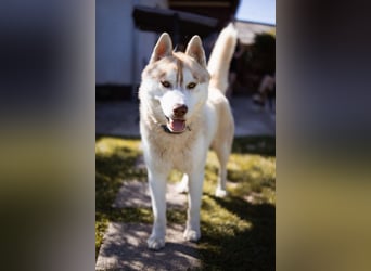Husky- Rüde Rio ❤️ verschmust, verspielt, freundlich!