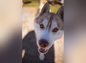 Husky- Rüde Rio ❤️ verschmust, verspielt, freundlich!