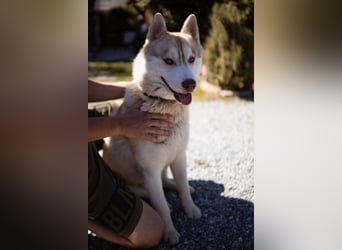 Husky- Rüde Rio ❤️ verschmust, verspielt, freundlich!