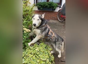 Husky MAX❤️ bezaubernder, menschenbezogener Rüde wartet schon in 56626 Andernach