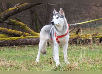 Bon - verspielter, kluger Junghund - Tierhilfe Franken e.V.