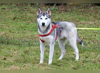 Bon - verspielter, kluger Junghund - Tierhilfe Franken e.V.