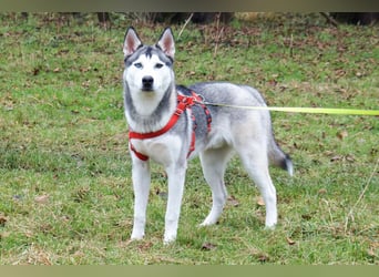 Bon - verspielter, kluger Junghund - Tierhilfe Franken e.V.