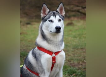 Bon - verspielter, kluger Junghund - Tierhilfe Franken e.V.