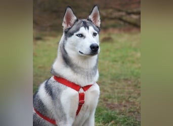 Bon - verspielter, kluger Junghund - Tierhilfe Franken e.V.